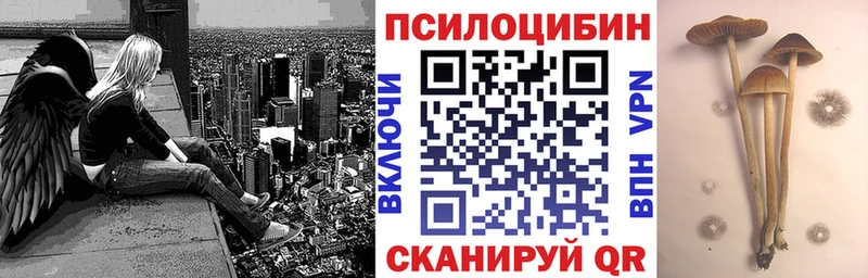 Псилоцибиновые грибы Psilocybe  Сосновый Бор 