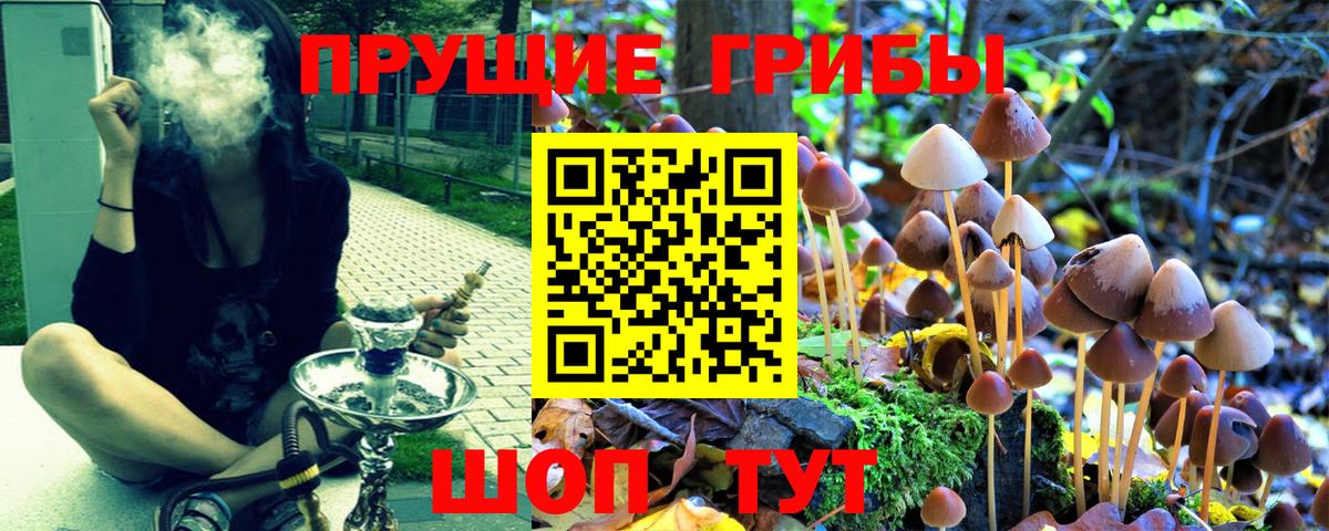 Галлюциногенные грибы Psilocybe Сосновый Бор